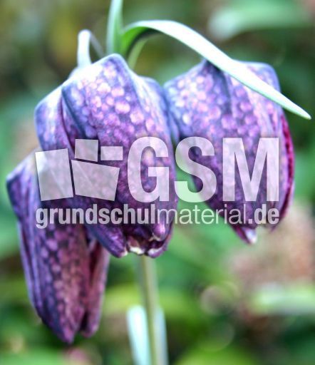 Schachblume-1.jpg